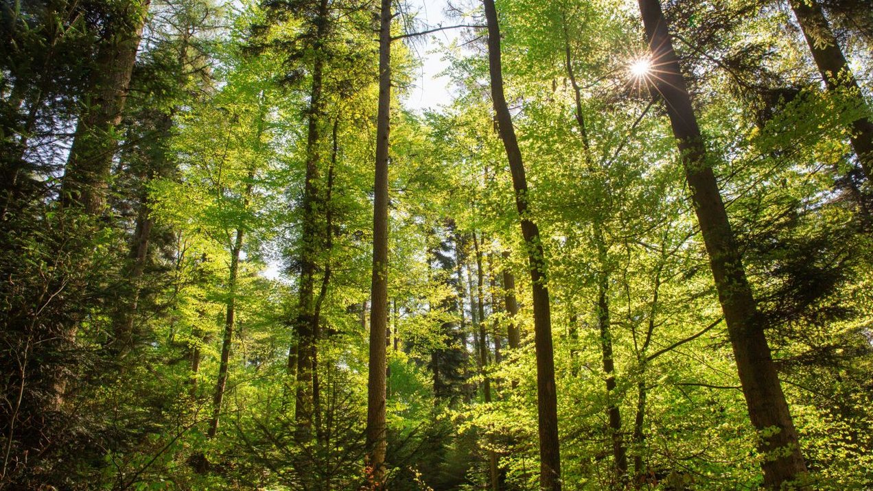 Wald mit Sonnenstrahlen